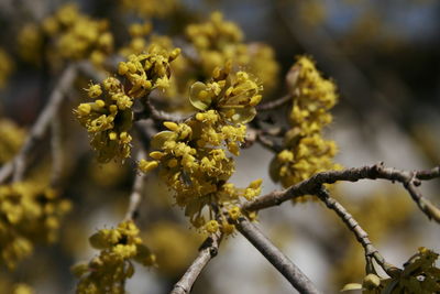 Close-up of yellow flowering plant