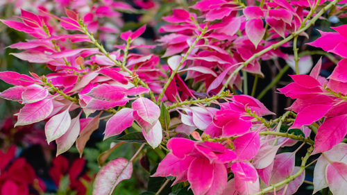 Close-up of pink flowering plant