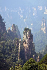 High angle view of trees in forest