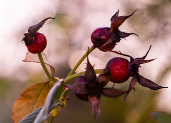 Close-up of red berries growing on tree