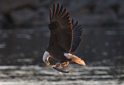 Close-up of bald eagle catching fish and  flying over lake