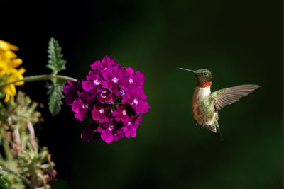 Ruby throated hummingbird flying