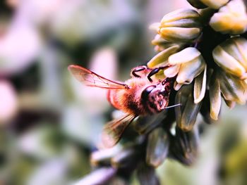 Close-up of insect on flower