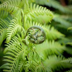 Close-up of fern on tree