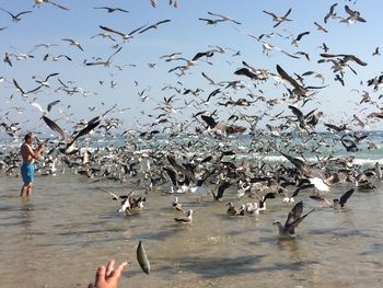 Seagulls flying over sea