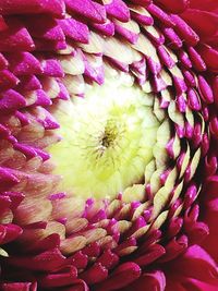 Full frame shot of pink flowering plant