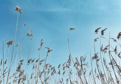 Low angle view of birds flying against sky