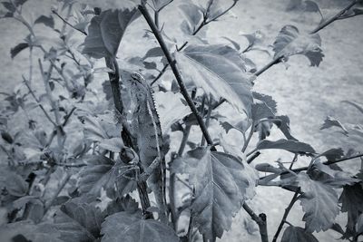 Close-up of snow covered plant