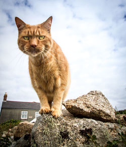 Cat sitting on rock against sky