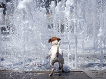 Full length of dog playing in water fountain
