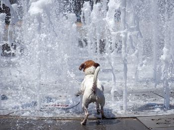 Full length of a dog