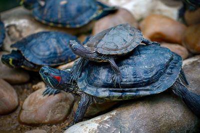 Close-up of turtle