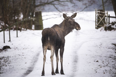 Horse standing on snow covered field