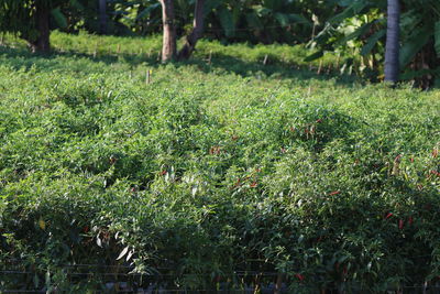 Plants growing on field