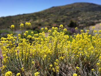 Yellow flowering plants growing on field
