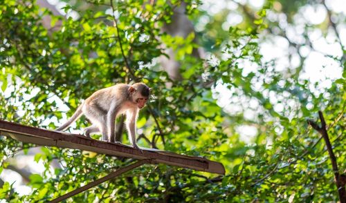 Low angle view of monkey on tree in forest