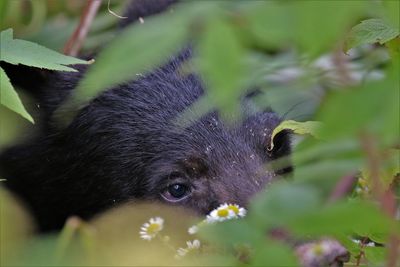 Shh....i'm hiding. black bear in great smoky mountain national park