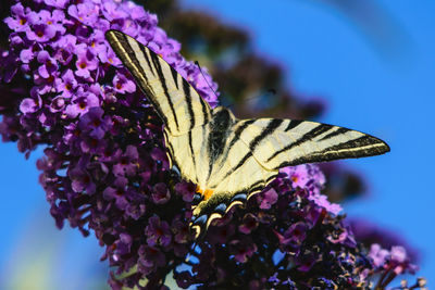 Close-up of butterfly on purple flower