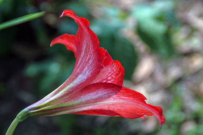 Close-up of red flower blooming outdoors