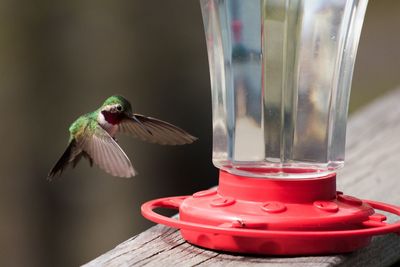 Close-up of humming bird on bird feeder