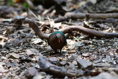 wildlife