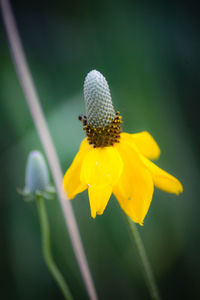 Close-up of insect on yellow flower