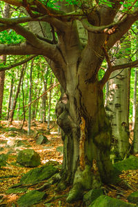 Trees in a forest