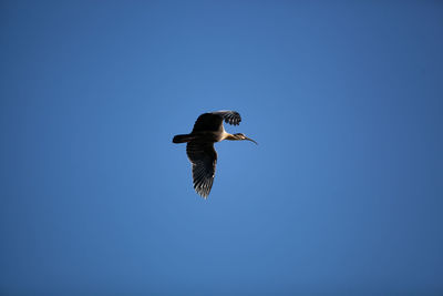 Low angle view of bird flying