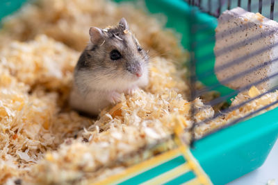 Funny hamster sits in cage, selective focus