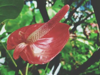 Close-up of red flower