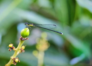 Close-up of dragonfly on flower