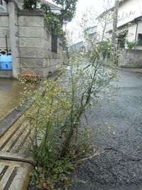 Plants growing on roadside in front of residential buildings