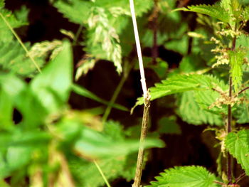 Close-up of insect on plant