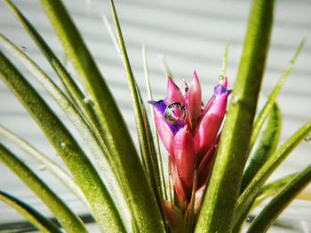 Close-up of pink flowers