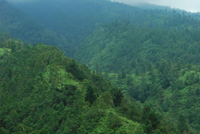 High angle view of lush foliage in forest