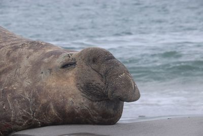 Close-up of sea lion