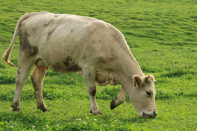 Cows grazing on field