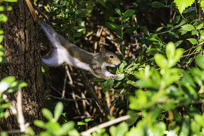 Squirrel on a tree