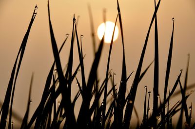 Close-up of silhouette plants against sky during sunset