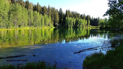 Reflection of trees in water