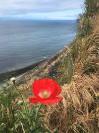 Close-up of poppy on sea shore against sky