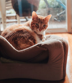 Portrait of cat resting