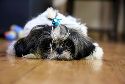 Close-up portrait of dog relaxing on hardwood floor