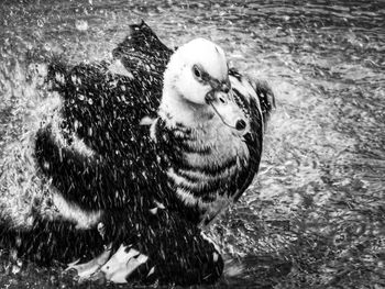 Close-up of duck swimming in lake