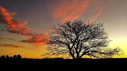 Silhouette of trees at sunset