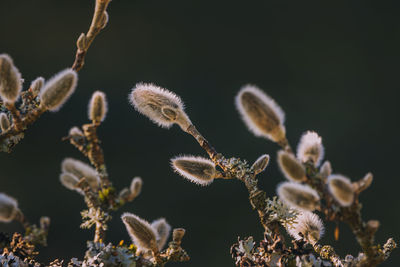 Close-up of plant