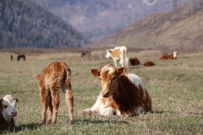 Cows in a field