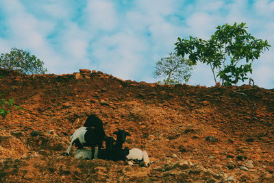 Goats on mountain against sky