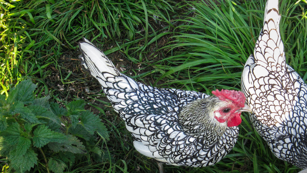 Wyandotte chicken