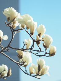 Close-up of white flowering plant against sky